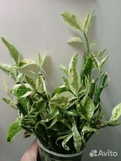 Цветы комнатные