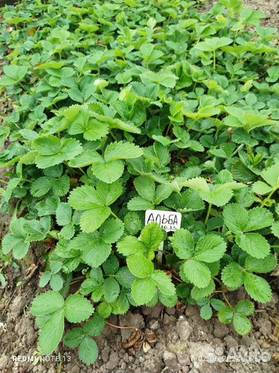 Рассада клубники