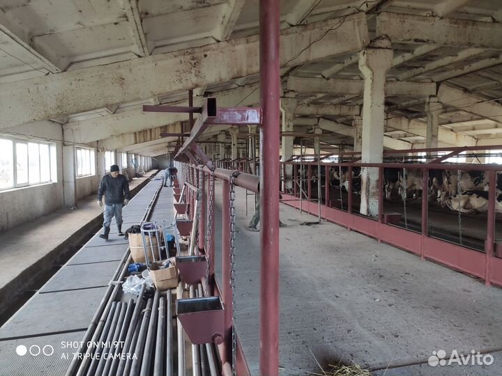 Молочное животноводство