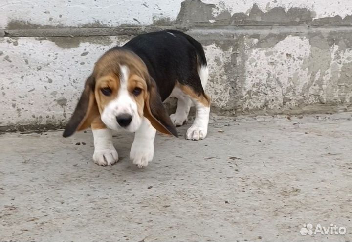 Щенки бигль девочка