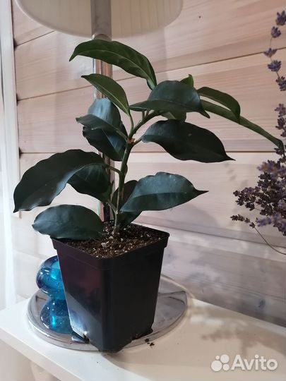 Хойя мультифлора