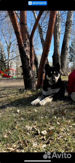 Собака в добрые руки