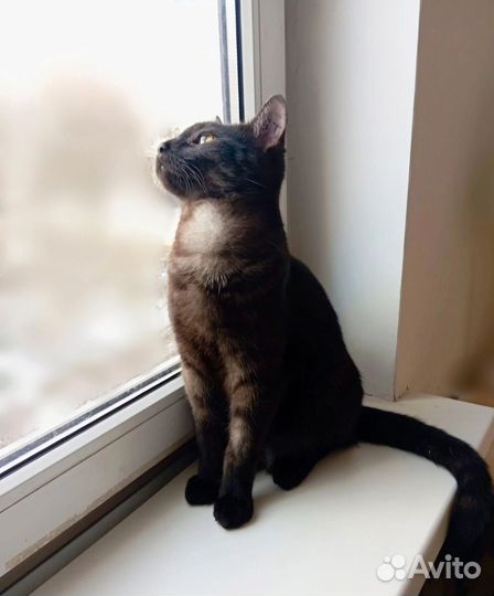 Молодой котик