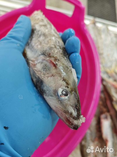 Корюшка северная крупная жирная