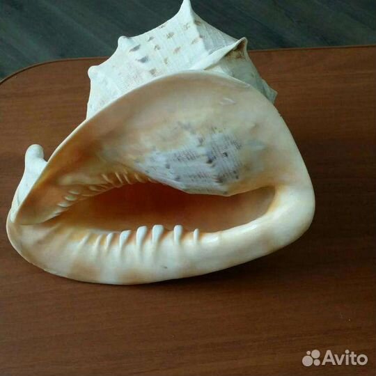 Продам: cassis cornuta раковина (Кипр)