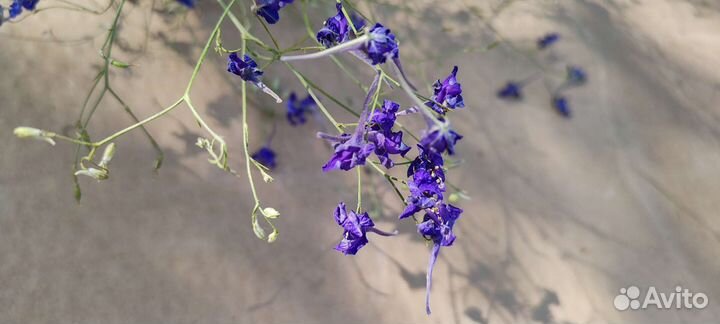 Сухоцветы для флористики