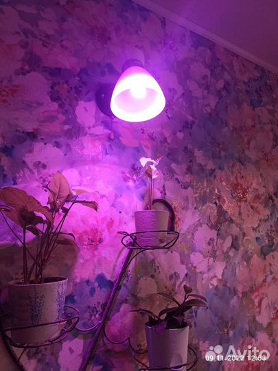 Фитолампа для растений