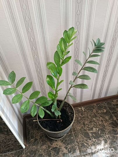 Комнатные цветы