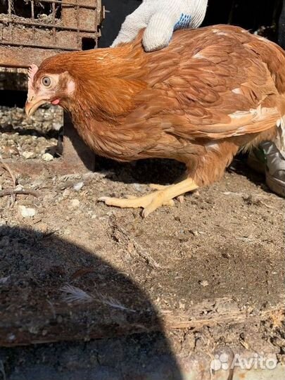 Куры-Несушки