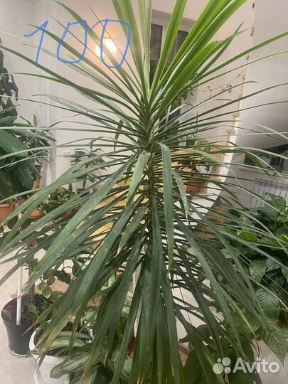 Комнатные растения