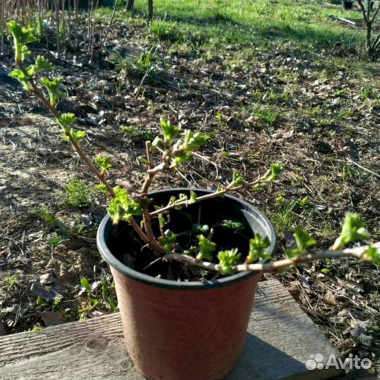 Саженцы крыжовника Куршу Дзинтерс