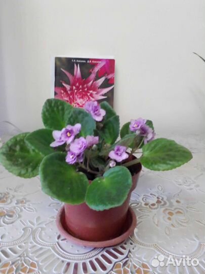 Комнатные цветы