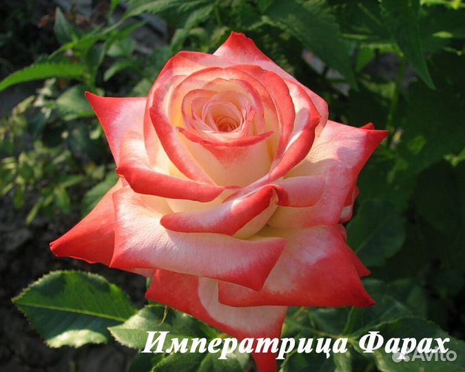 Саженцы чайно-гибридных роз