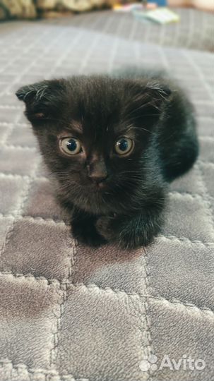 Вислоухая кошка в добрые руки