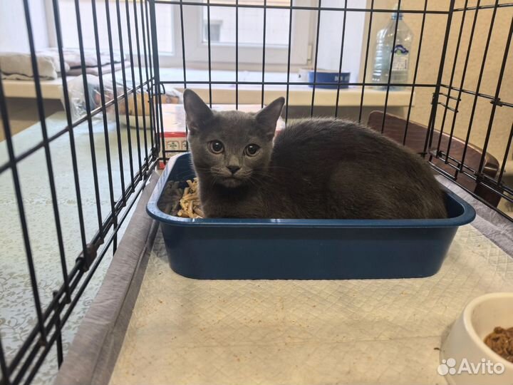 Маленькая серенькая кошечка, Мышка