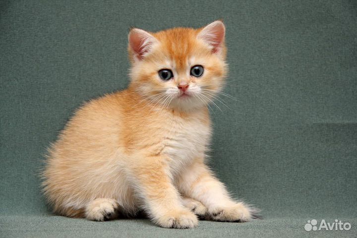 Нежные малыши