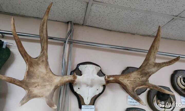 Рога лосиные средние