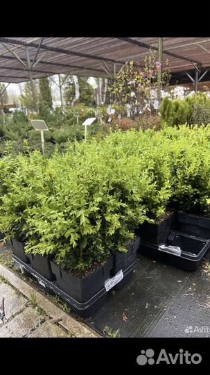 Самшит шар и кусты. Скумпия