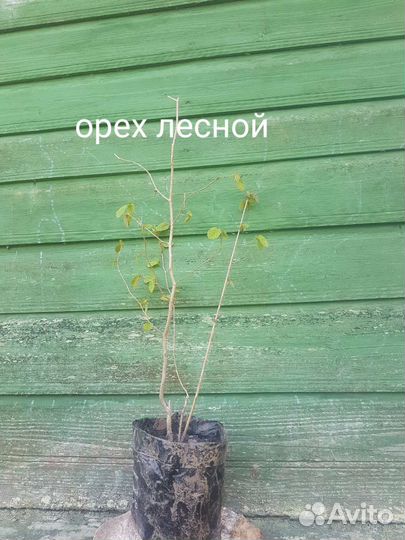 Бруннера сибирская