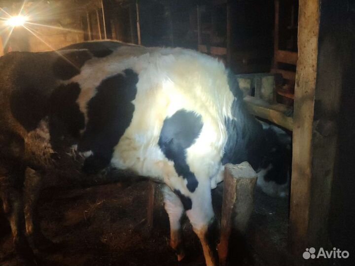 2 быка на мясо