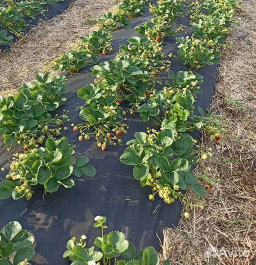 Агроспан с перфорацией