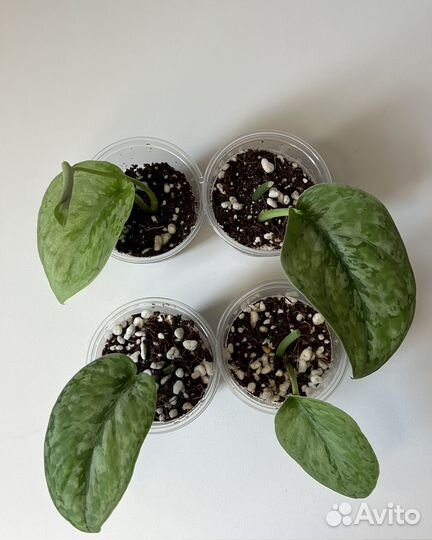 Сциндапсус сп