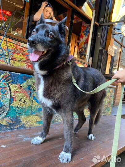 Собака Алиса в добрые руки