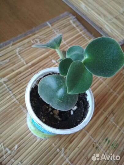 Комнатные растения и цветы