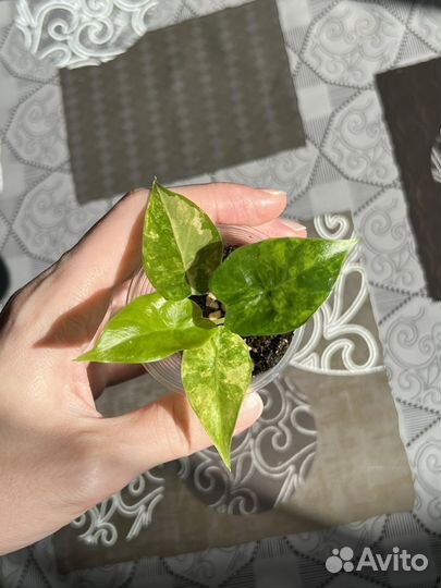 Alocasia gageana variegated