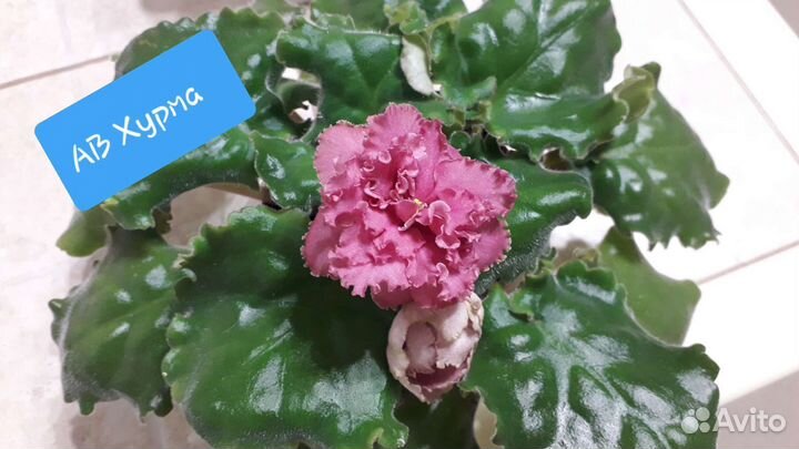 Фиалка - Подарок