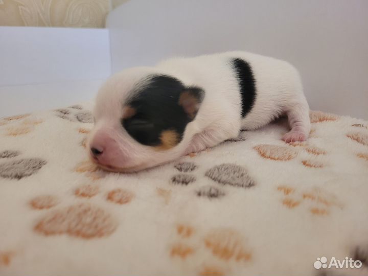 Чихуахуа мальчишки