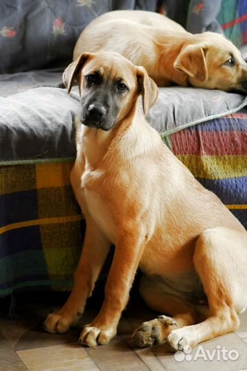Щенок в добрые руки