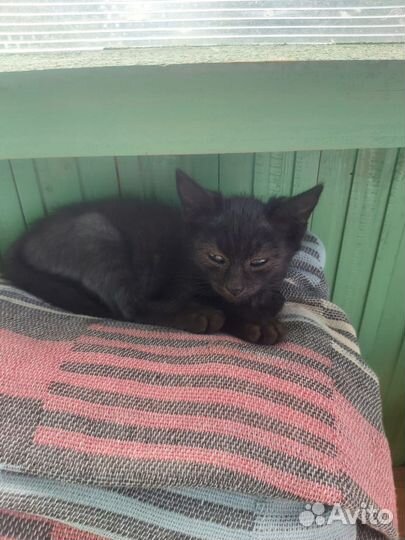 Отдаем котят в добрые руки