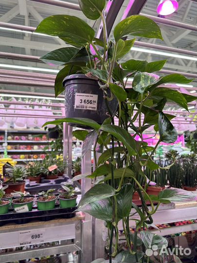 Эпипремнум (сциндапсус)