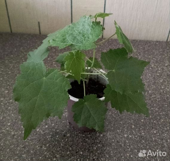 Абутилон красный