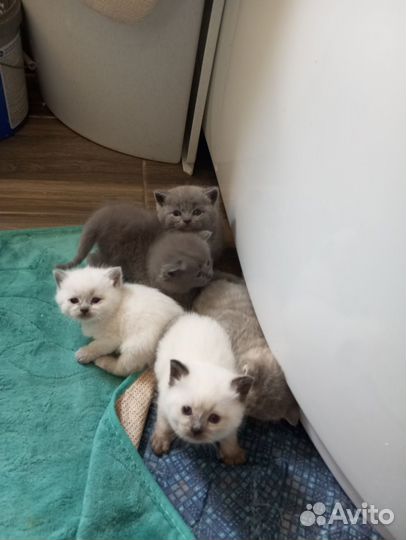 Британская