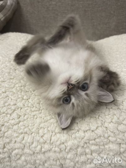 Котенок вислоухий мальчик