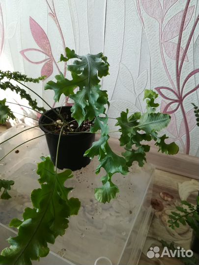 Разные Папоротники