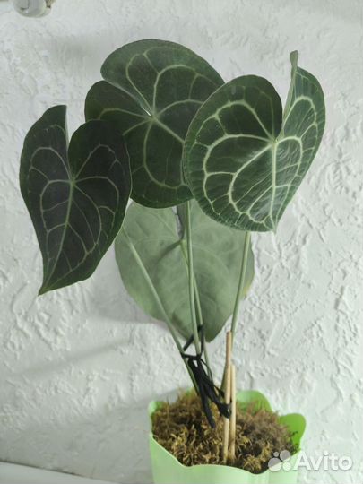 Антуриум Кларинервиум