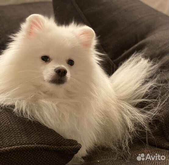 Шпиц вязка белый