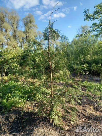 Туя западная