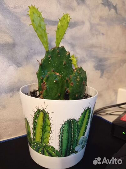 Опунция (кактус)