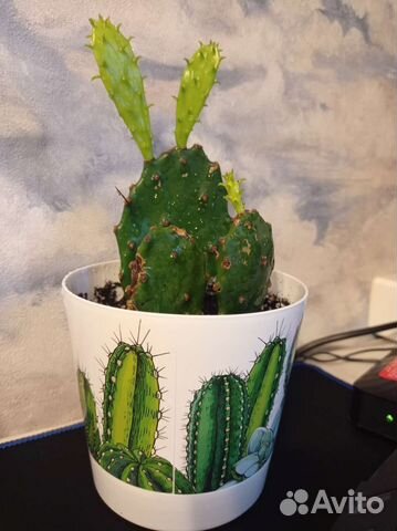 Опунция (кактус)