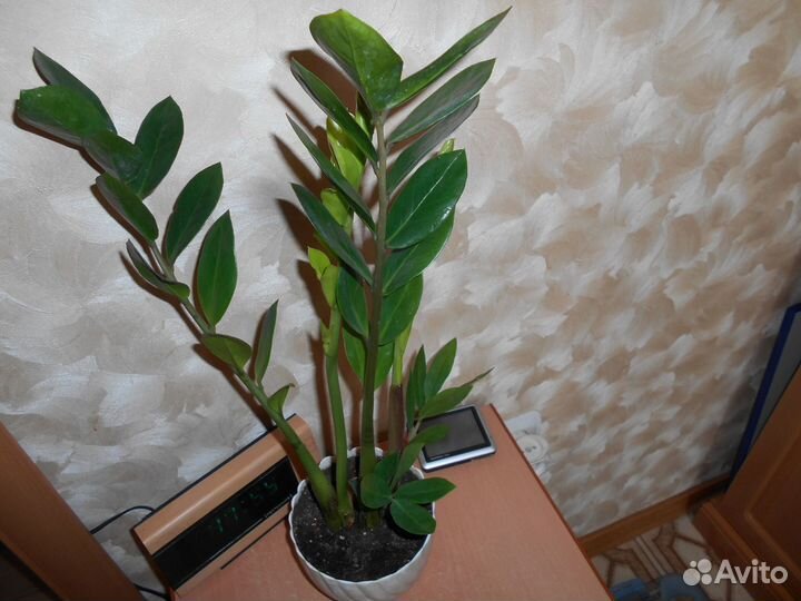 Замиокулькас (долларовое дерево )