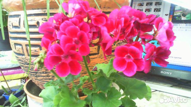Пеларгония 