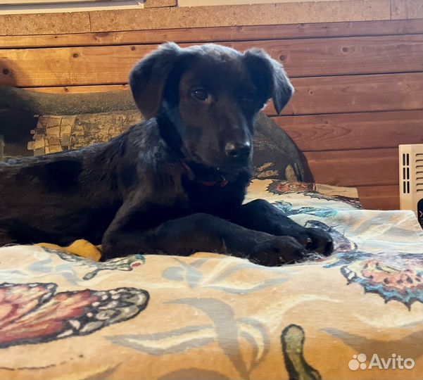 Щенок метис Веста в добрые руки 5 мес