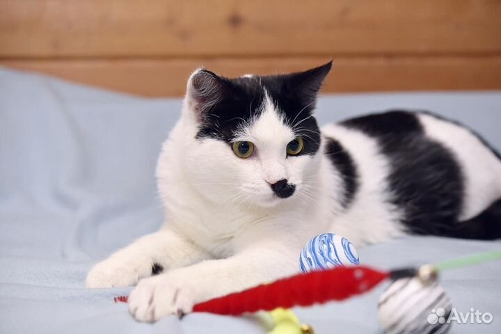 Выбросили домашнего котенка ищем дом