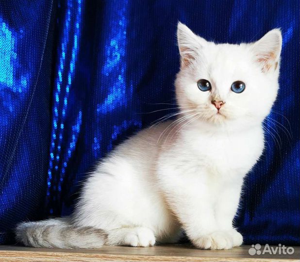 Котята с голубыми глазами