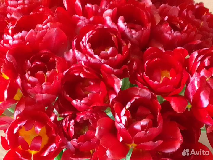 Тюльпаны красные пионовидные махровые срез букет