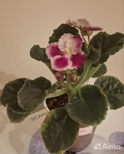 Сортовые фиалки мини